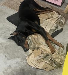 Lost Male Dog last seen Woodbury Dr/ Leesburg/ Trotter, Columbia, SC 29209