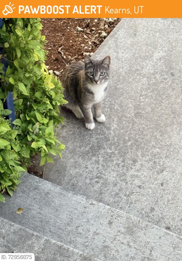 Found/Stray Female Cat last seen Near west corriander street, Kearns, UT 84118