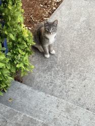 Found/Stray Female Cat last seen Near west corriander street, Kearns, UT 84118