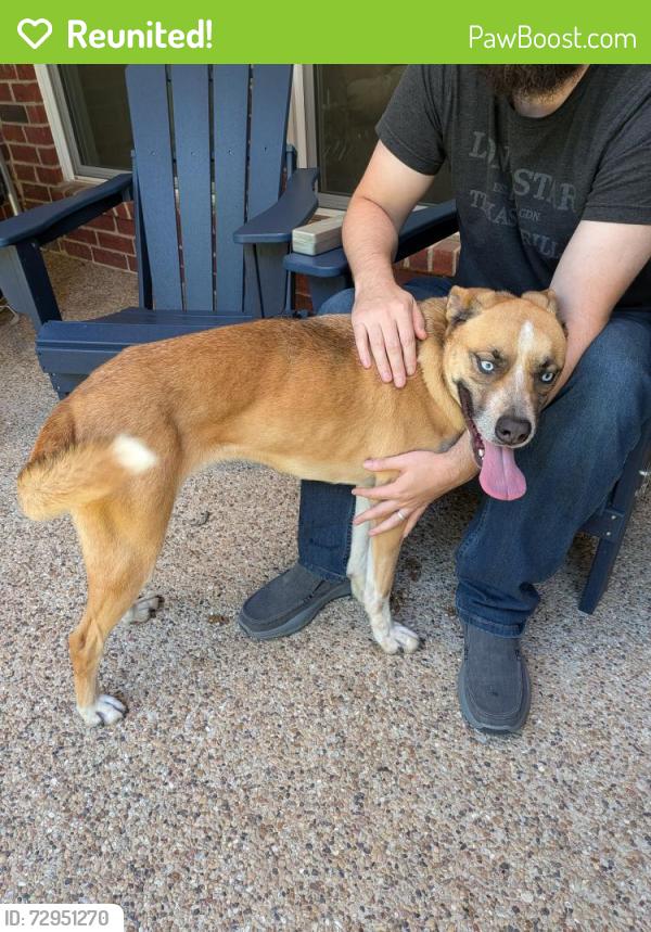 Reunited Female Dog last seen Miller Rd. & Carla Dr., Rowlett, TX 75088