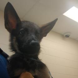 Shelter Stray Male Dog last seen , Memphis, TN 38133