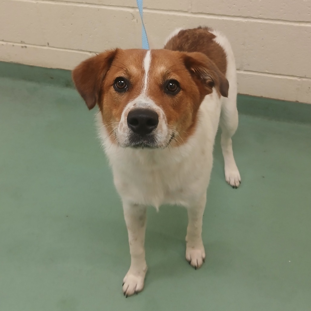 Shelter Stray Male Dog last seen , Memphis, TN 38133