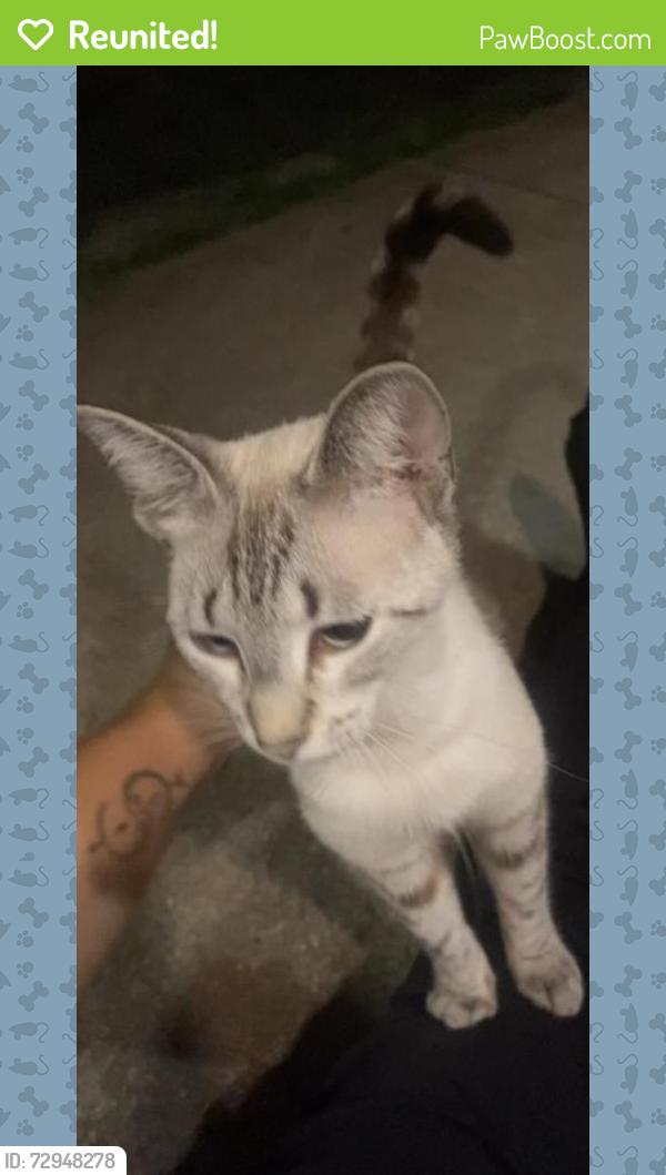 Reunited Unknown Cat last seen The Place at Grand Lagoon, Panama City Beach, FL 32408