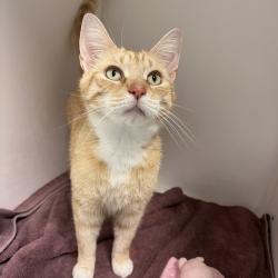 Shelter Stray Male Cat last seen , Philadelphia, PA 19140