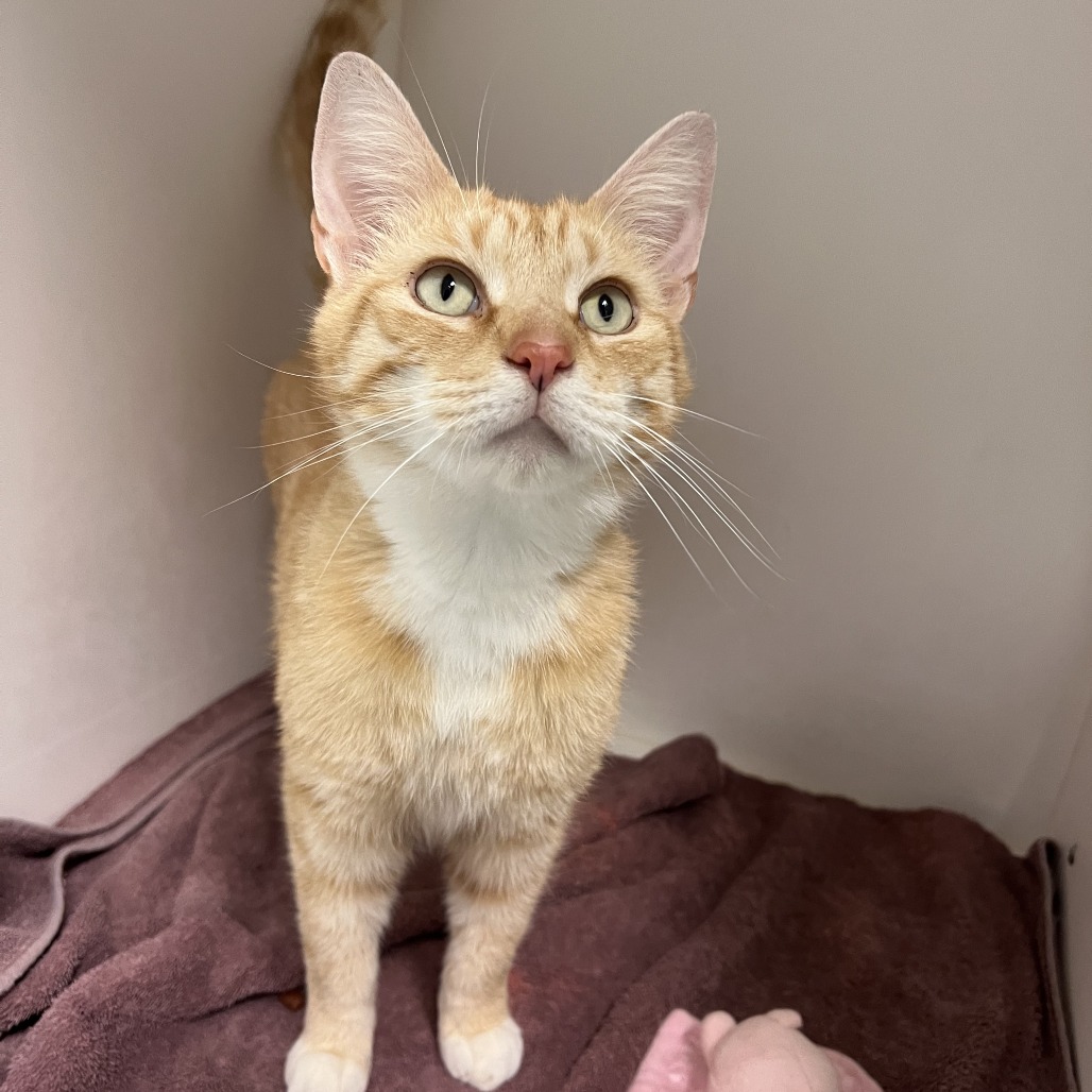Shelter Stray Male Cat last seen , Philadelphia, PA 19140