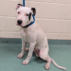 Shelter Stray Male Dog last seen , Memphis, TN 38133