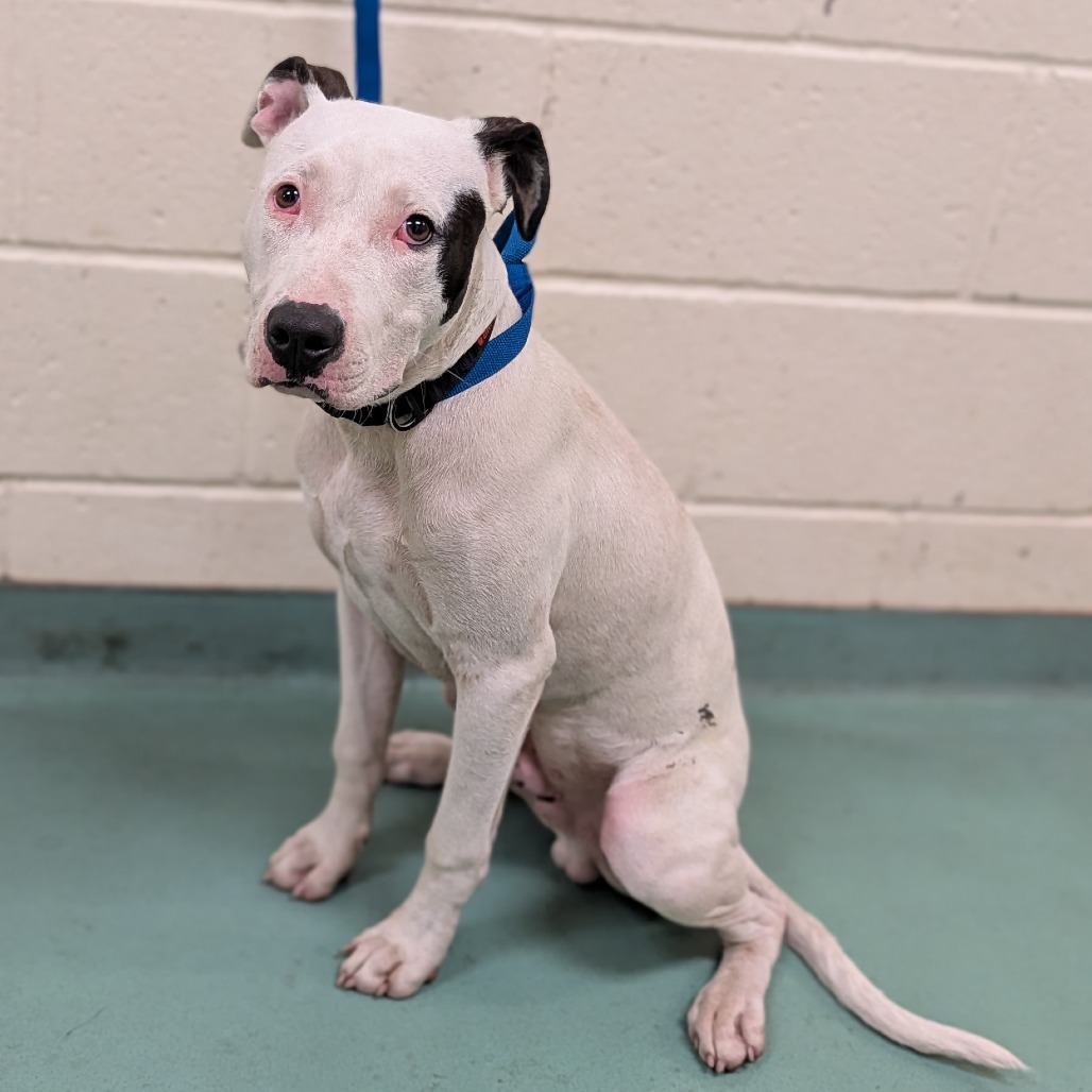 Shelter Stray Male Dog last seen , Memphis, TN 38133
