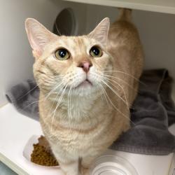 Shelter Stray Female Cat last seen , Philadelphia, PA 19140