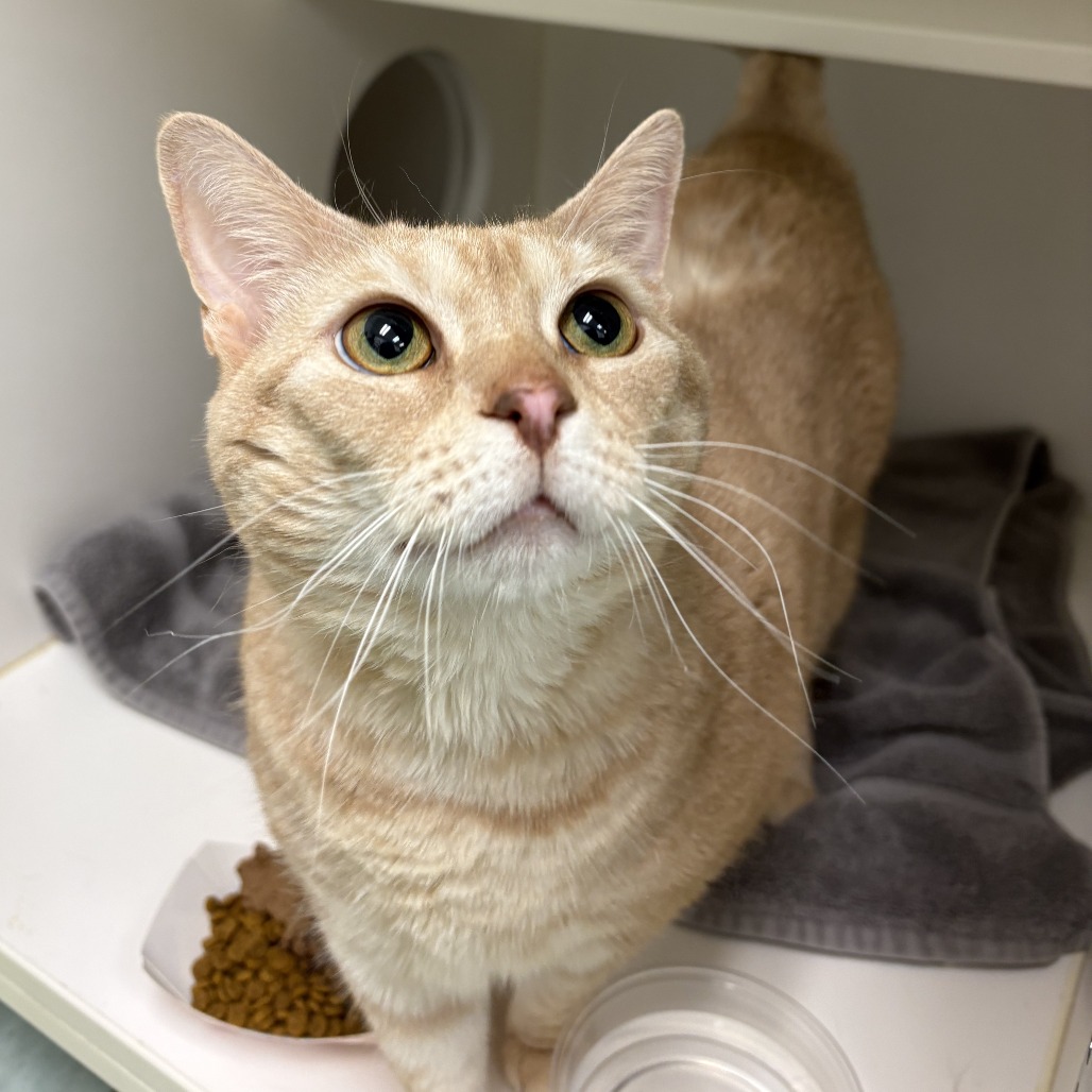 Shelter Stray Female Cat last seen , Philadelphia, PA 19140