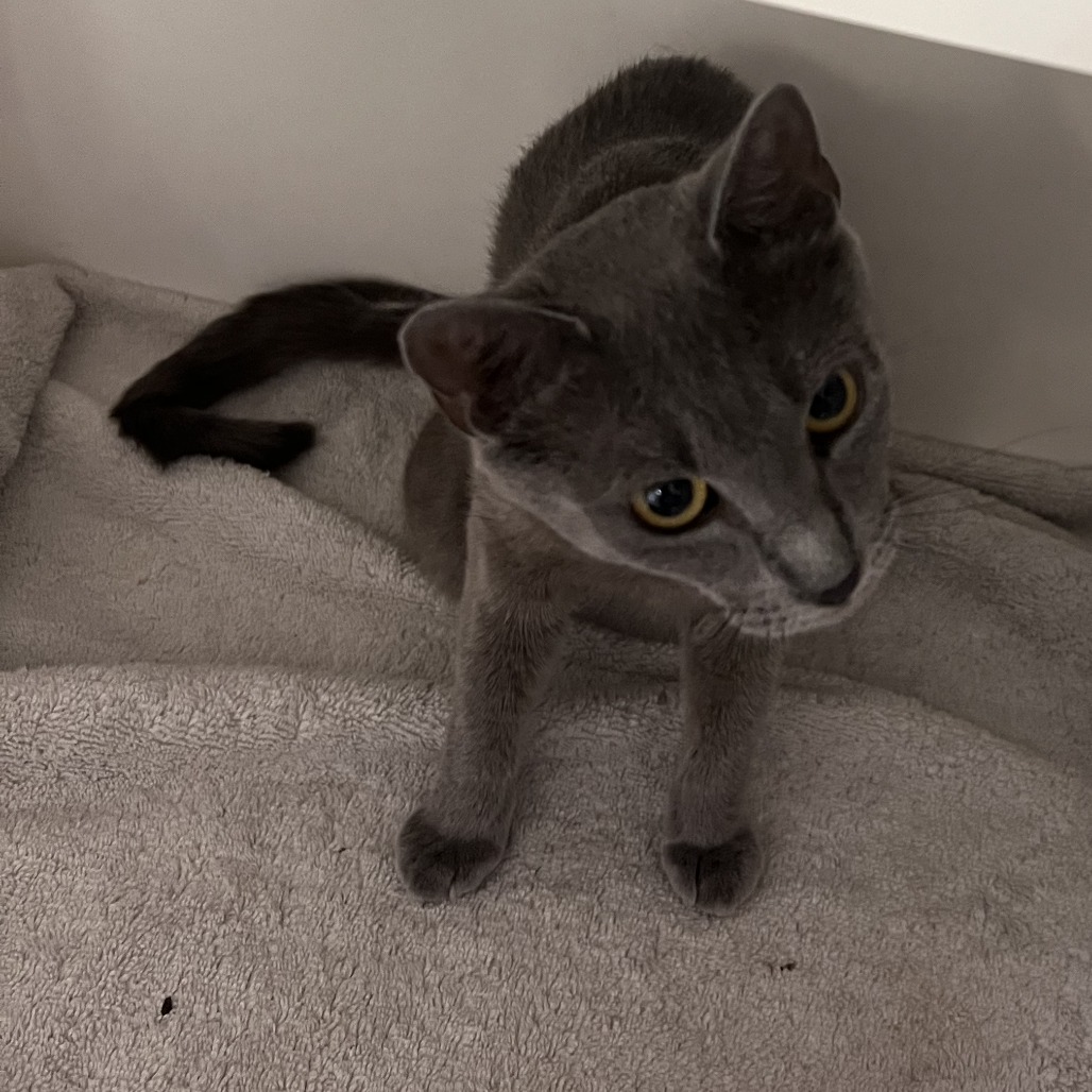 Shelter Stray Female Cat last seen , Philadelphia, PA 19140