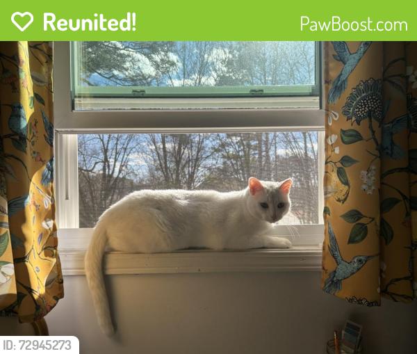 Reunited Male Cat last seen Sandy Plains and Bryant , Cobb County, GA 30066