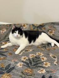 Reunited Male Cat last seen Walnut and Highland, Pittsburgh, PA 15232