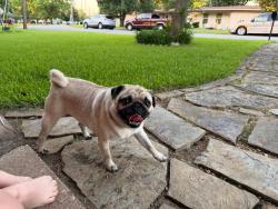 Found/Stray Female Dog last seen Lamberth St. in Sherman, TX, Sherman, TX 75092