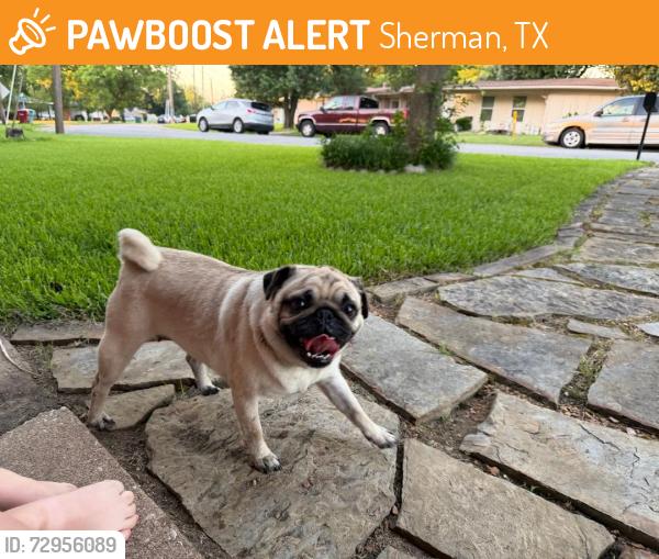 Found/Stray Female Dog last seen Lamberth St. in Sherman, TX, Sherman, TX 75092