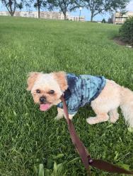 Reunited Male Dog last seen Riverscape Park, Dayton, OH 45404