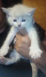 Reunited Female Cat last seen Graceland Dr NE and Candelaria, Albuquerque, NM 87110