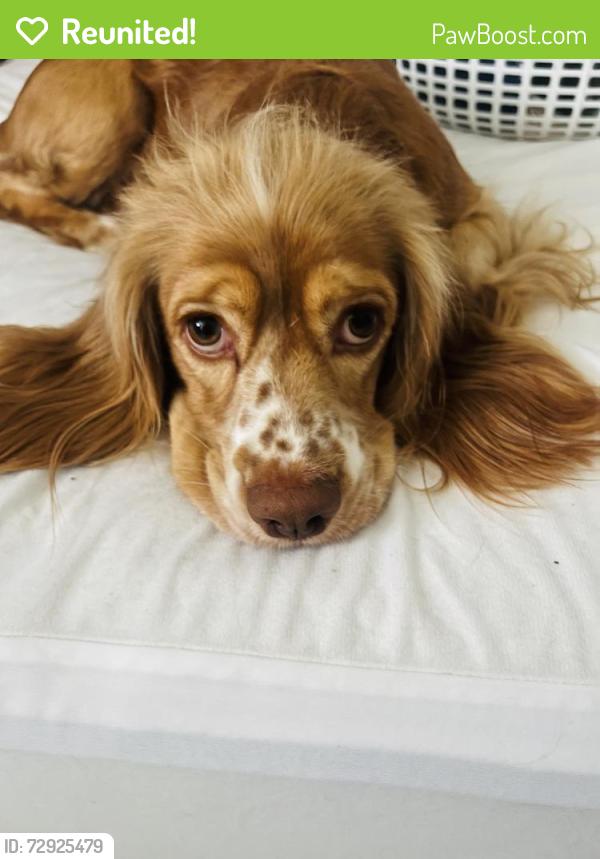 Reunited Male Dog last seen Jessamine st , Houston, TX 77081