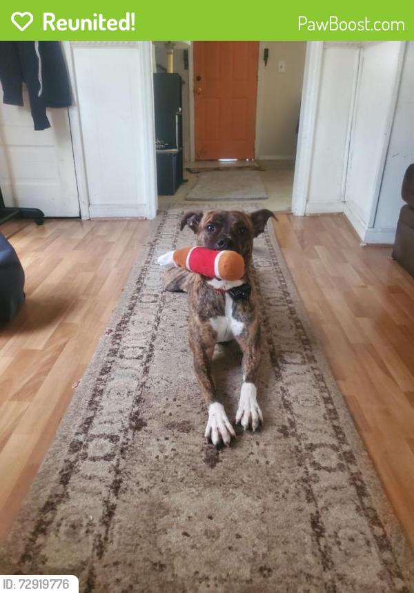 Reunited Male Dog last seen Harmony school , Harmony, NC 28634