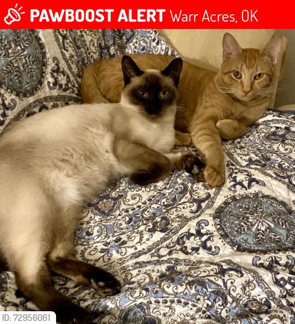 Lost Female Cat last seen Hidden Trail Lane, Warr Acres, OK (Cherokee Hills neighborhood), Warr Acres, OK 73132