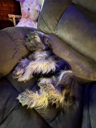Lost Male Dog last seen Dunbridge, Dunbridge, OH 43414