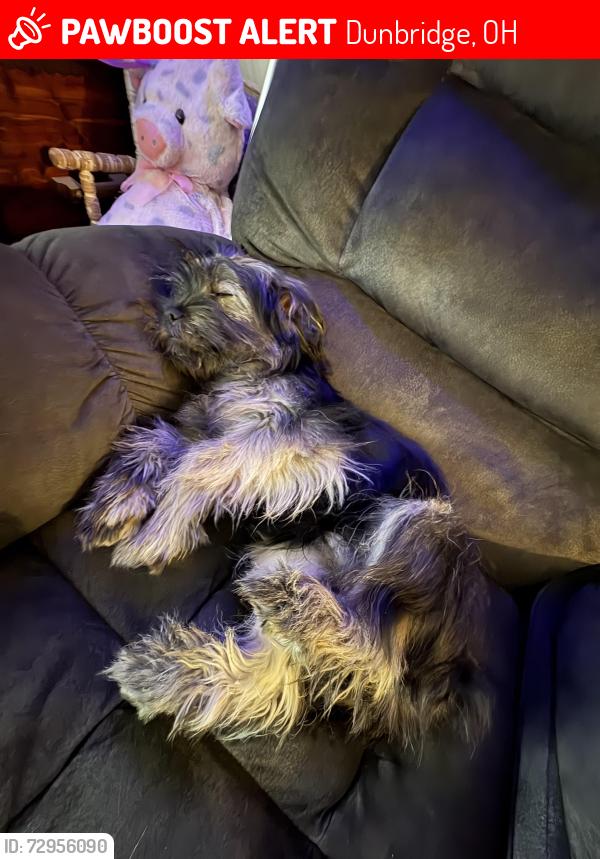 Lost Male Dog last seen Dunbridge, Dunbridge, OH 43414
