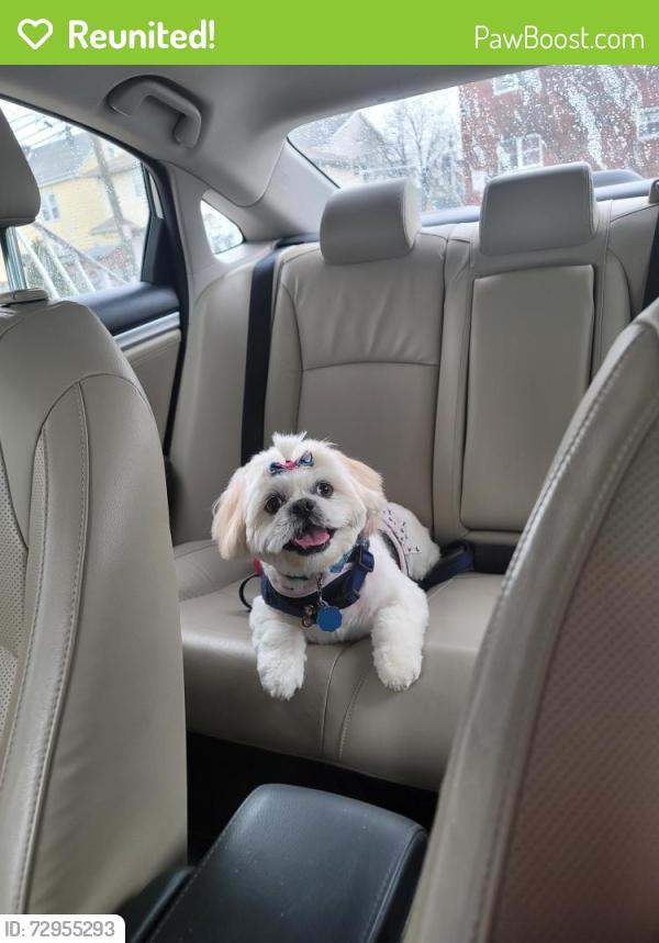 Reunited Female Dog last seen 5th street, Elizabeth, NJ 07206