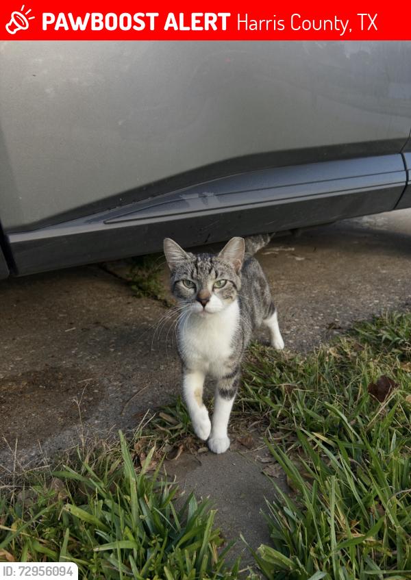 Lost Female Cat last seen Youpon dr seabrook , Harris County, TX 77586