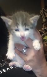 Reunited Female Cat last seen Graceland Dr NE and Candelaria , Albuquerque, NM 87110
