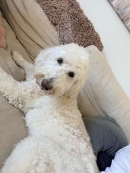Reunited Female Dog last seen Caruth Blvd and Durham , Dallas, TX 75225
