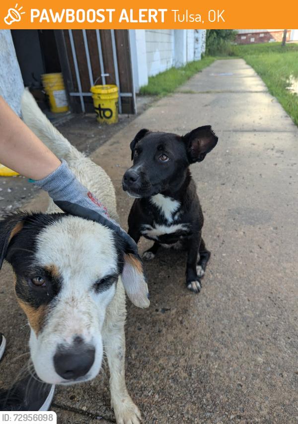 Found/Stray Female Dog last seen Near 21st and Garnett, Across from Nai Hai market, Tulsa, OK 74128