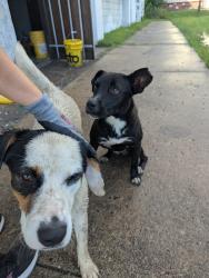 Found/Stray Female Dog last seen Near 21st and Garnett, Across from Nai Hai market, Tulsa, OK 74128