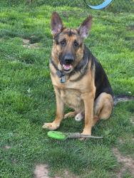 Reunited Male Dog last seen Colmar train station, Colmar, PA 18915