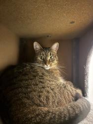 Lost Female Cat last seen Gabe Commins, Providence, RI 02903
