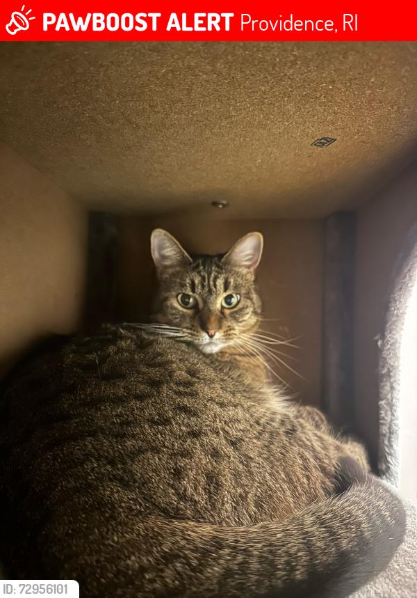 Lost Female Cat last seen Gabe Commins, Providence, RI 02903