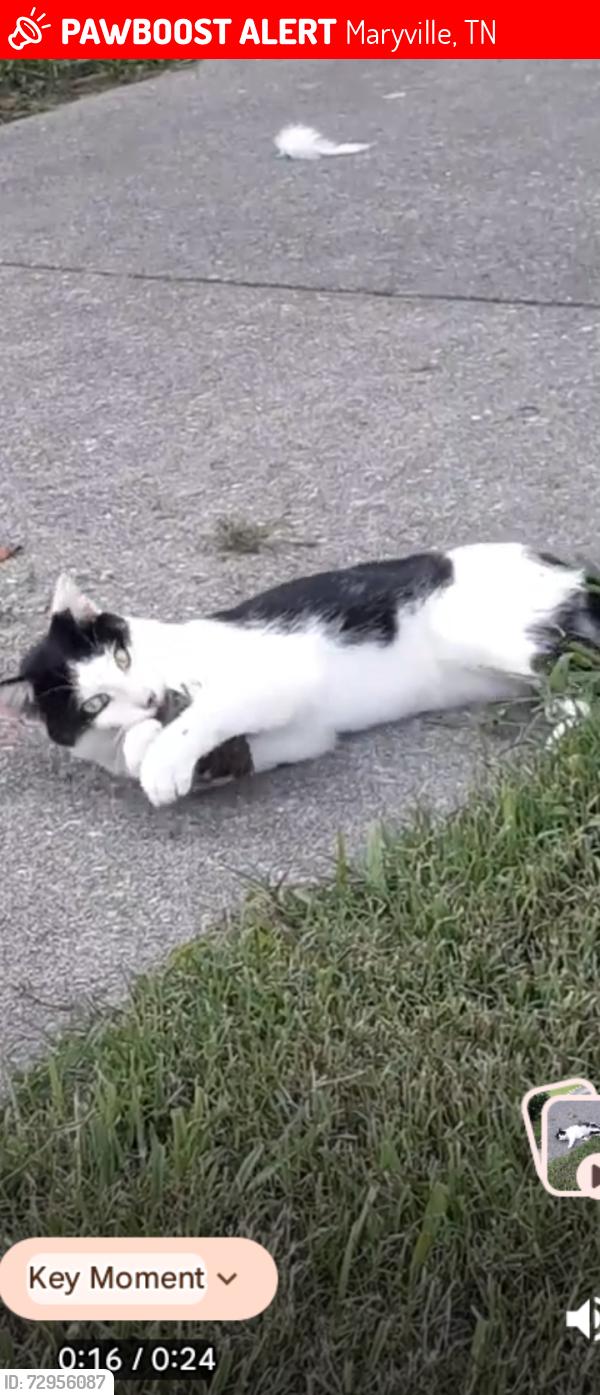 Lost Male Cat last seen Peach Orchard , Maryville, TN 37803