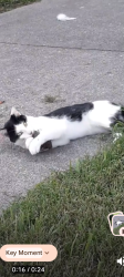 Lost Male Cat last seen Peach Orchard , Maryville, TN 37803