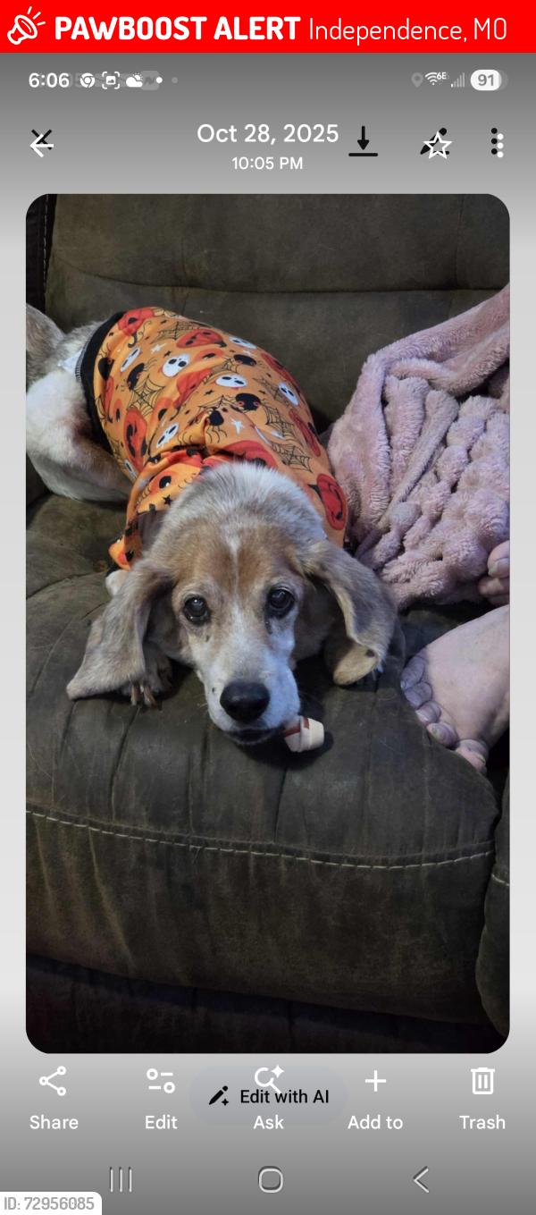 Lost Male Dog last seen Tamara, 25th st, lees summit rd, Independence, MO 64055
