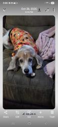 Lost Male Dog last seen Tamara, 25th st, lees summit rd, Independence, MO 64055
