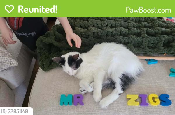 Reunited Male Cat last seen Near Dove Landing Ave, College Station, TX 77845, USA, College Station, TX 77845
