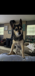 Reunited Male Dog last seen Kingsbury Dr, Wichita Falls, TX 76309, USA, Wichita Falls, TX 76309