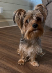Reunited Male Dog last seen Glen ln, Bethany, LA 71007
