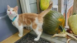 Lost Male Cat last seen Courtside Landing Dr, Cornelius NC, Cornelius, NC 28031