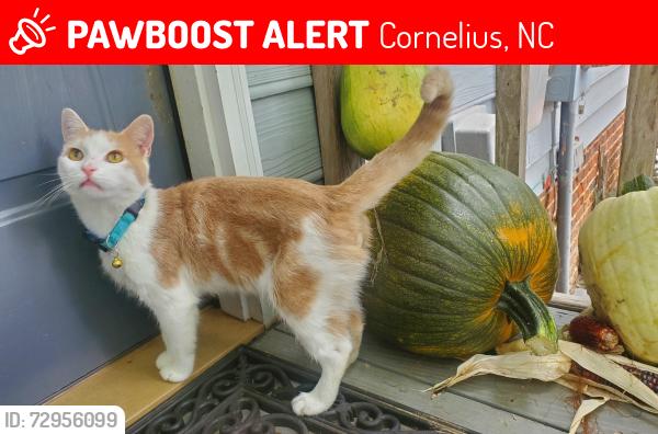 Lost Male Cat last seen Courtside Landing Dr, Cornelius NC, Cornelius, NC 28031