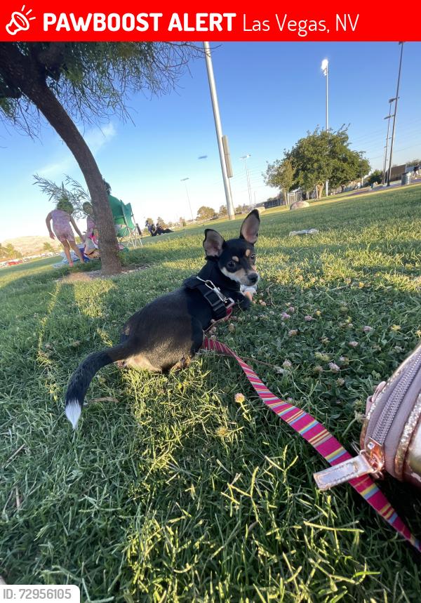 Lost Female Dog last seen Connie ave 3810, Las Vegas, NV 89115