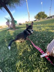 Lost Female Dog last seen Connie ave 3810, Las Vegas, NV 89115
