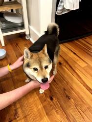 Reunited Female Dog last seen Jackson Ave and University, north end of Rhodes campus, Memphis, TN 38107
