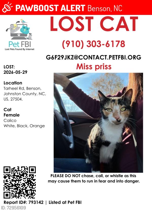 Lost Female Cat last seen Junction Bar, Benson, NC 27504