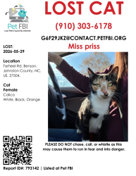 Lost Female Cat last seen Junction Bar, Benson, NC 27504