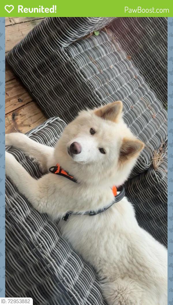 Reunited Male Dog last seen  Northgate fores , oak creek  villahe ,greenwood forest , Houston, TX 77068