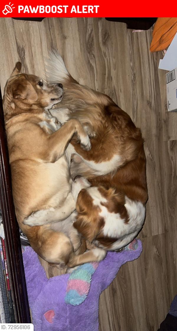 Lost Male Dog last seen McCorkle nursery Adams chapel Rd and Mattie Harrison Rd , McDuffie County, GA 30808